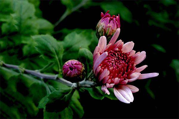 喝中药期间可以喝菊花茶吗（喝中药期间可以喝菊花茶吗?）